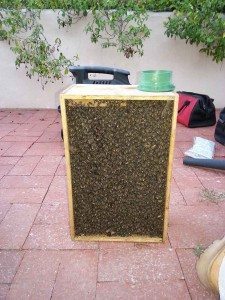 La Jolla Bee Removal