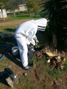 Expert Bee Removal San Diego