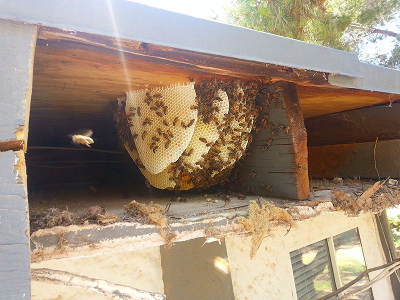 underground bee hive