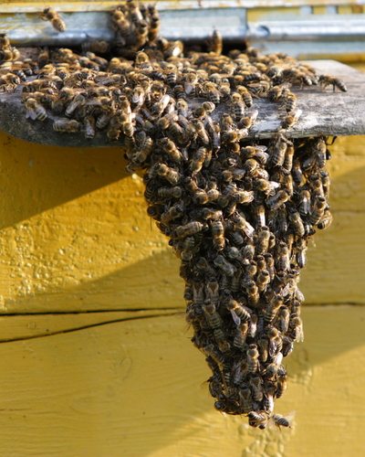 Bee Removal Maricopa Arizona 