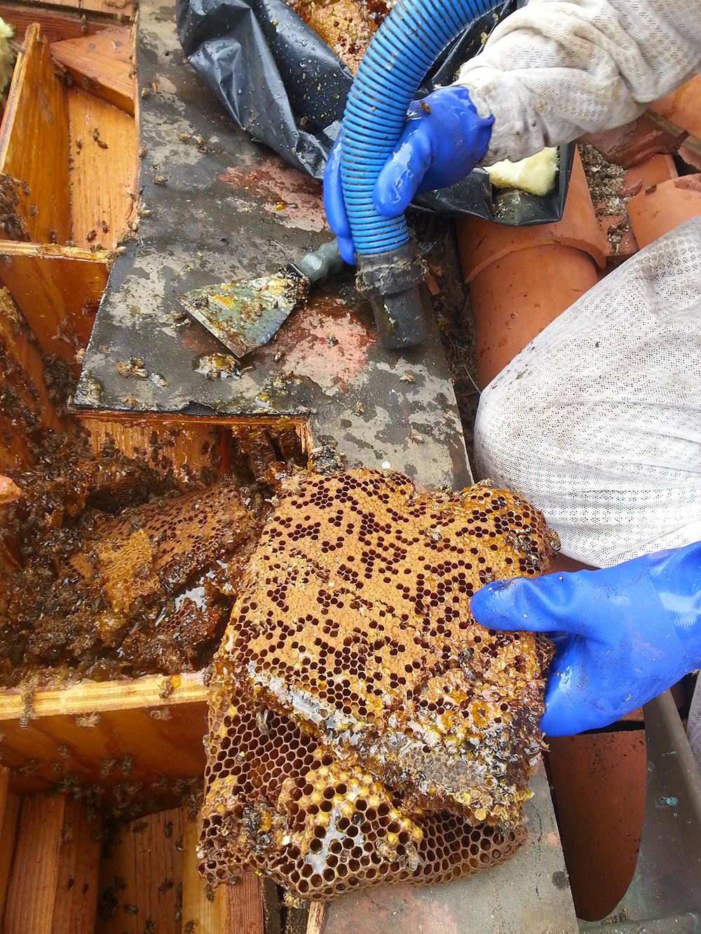 how to remove bee hive