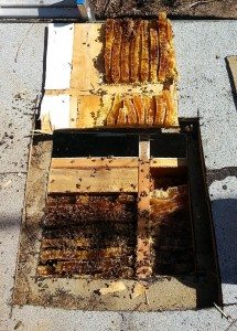 Bee Removal Carlsbad