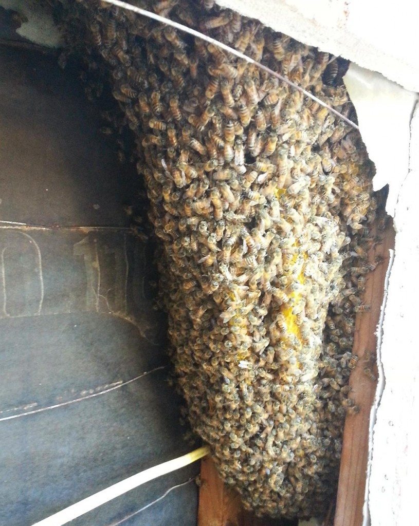 Bee Removal Fallbrook - Live Bee Removal