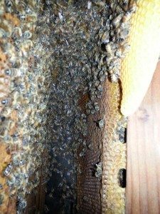 Bee Removal Oceansid CA