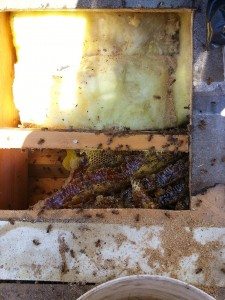 Bee Removal San Marcos Image