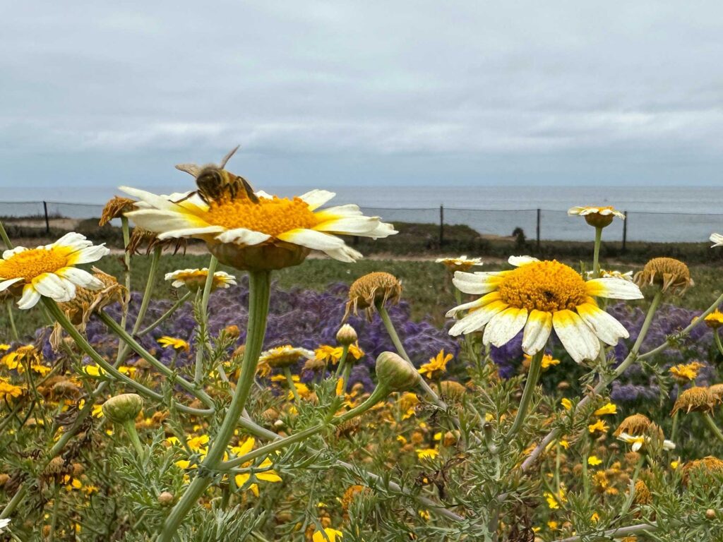 Bee Removal Carlsbad carlsbad bee removal professionals