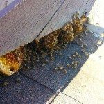 Bee Removal Del Mar