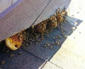 Bee Removal Del Mar