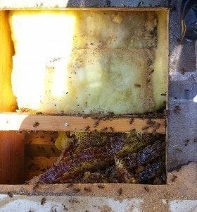 Bee Removal Rancho Bernardo