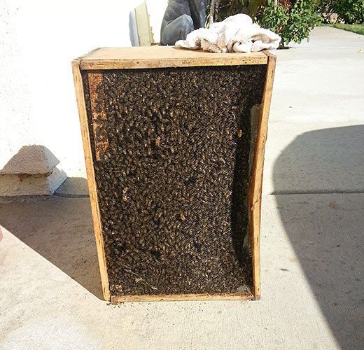 Beehive Removal Coronado CA