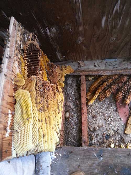 Beehive Removal Encinitas