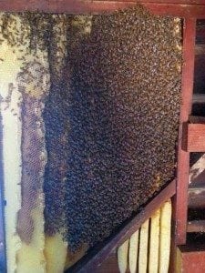 Bee Removal Scripps Ranch
