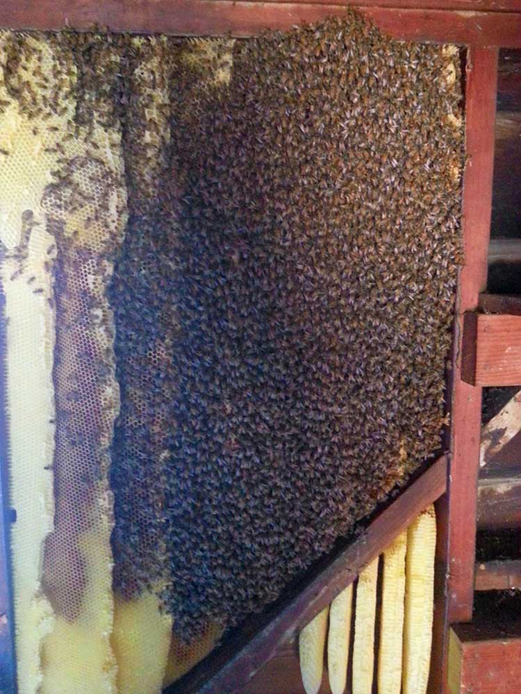 no kill bee removal near me