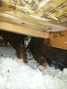 BeeHive Removal