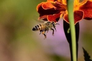 We Love Honeybees