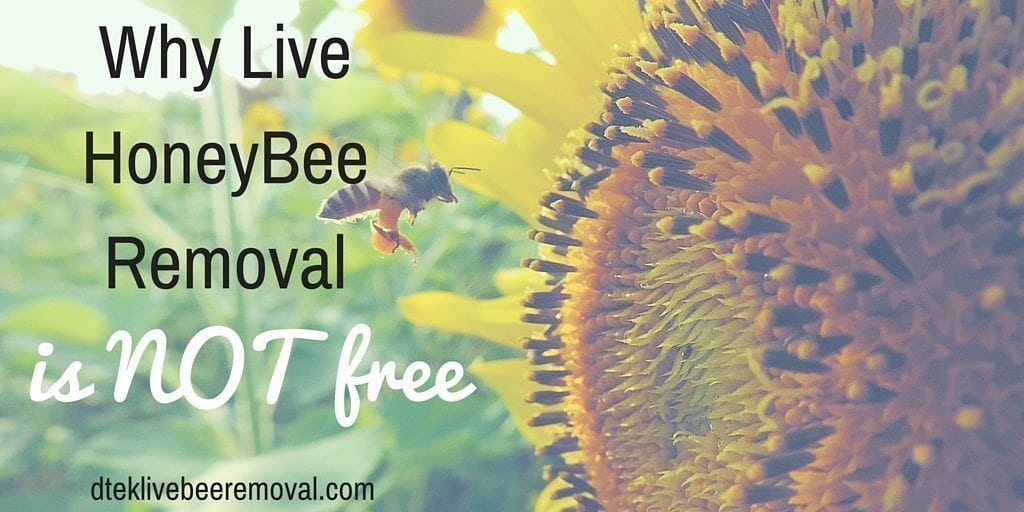 Why Live HoneyBee Removal Is Not Free