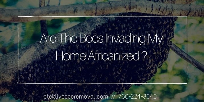 Are The Bees Invading My Home Africanized