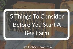 5 Things To Consider Before You Start A Bee Farm
