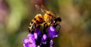 Raw Honey & Bee Pollen San Diego