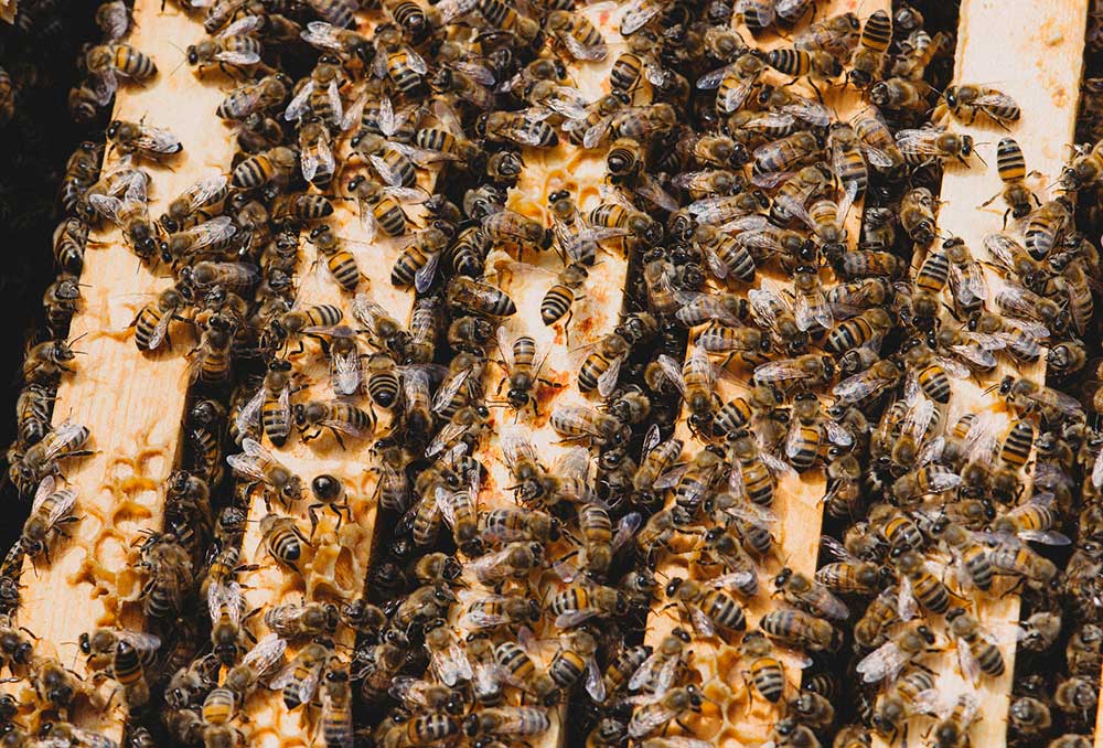 San Diego beekeepers see dozens of colonies die overnight - The