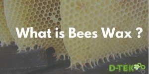 bee removal in san diego
