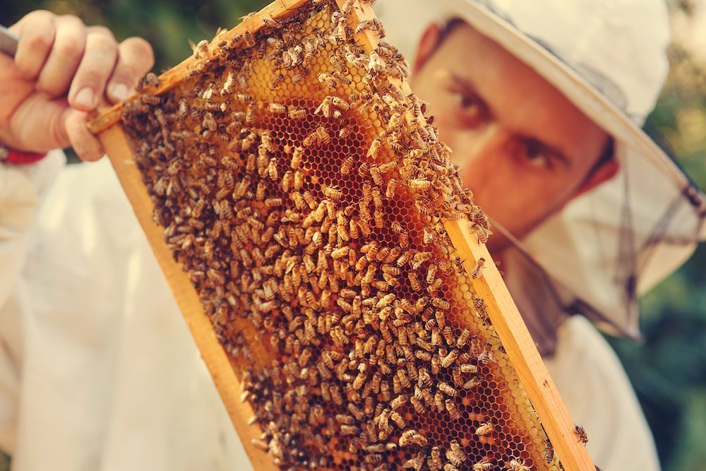 What Is Honey?