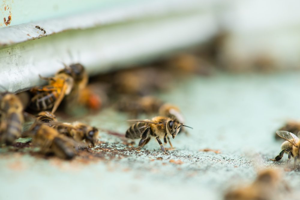 When You Might Need Bee Removal - Live Bee Removal