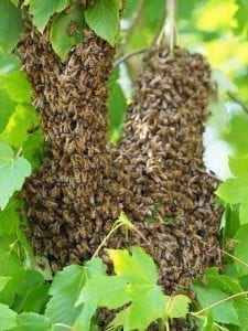 bee swarm removal