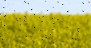bee removal vista ca