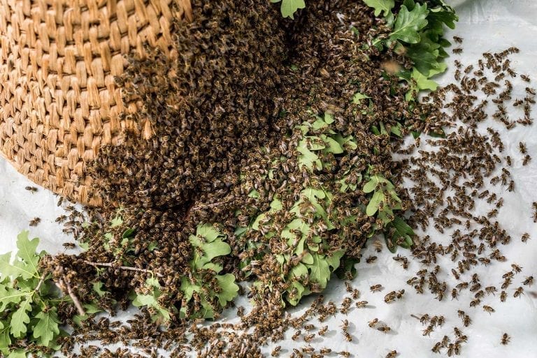 Are Honey Bees Vanishing? Live Bee Removal Are Honey Bees Vanishing? Live Bee Removal