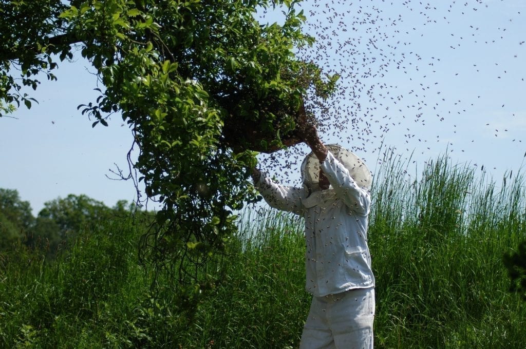 san diego beekeeper