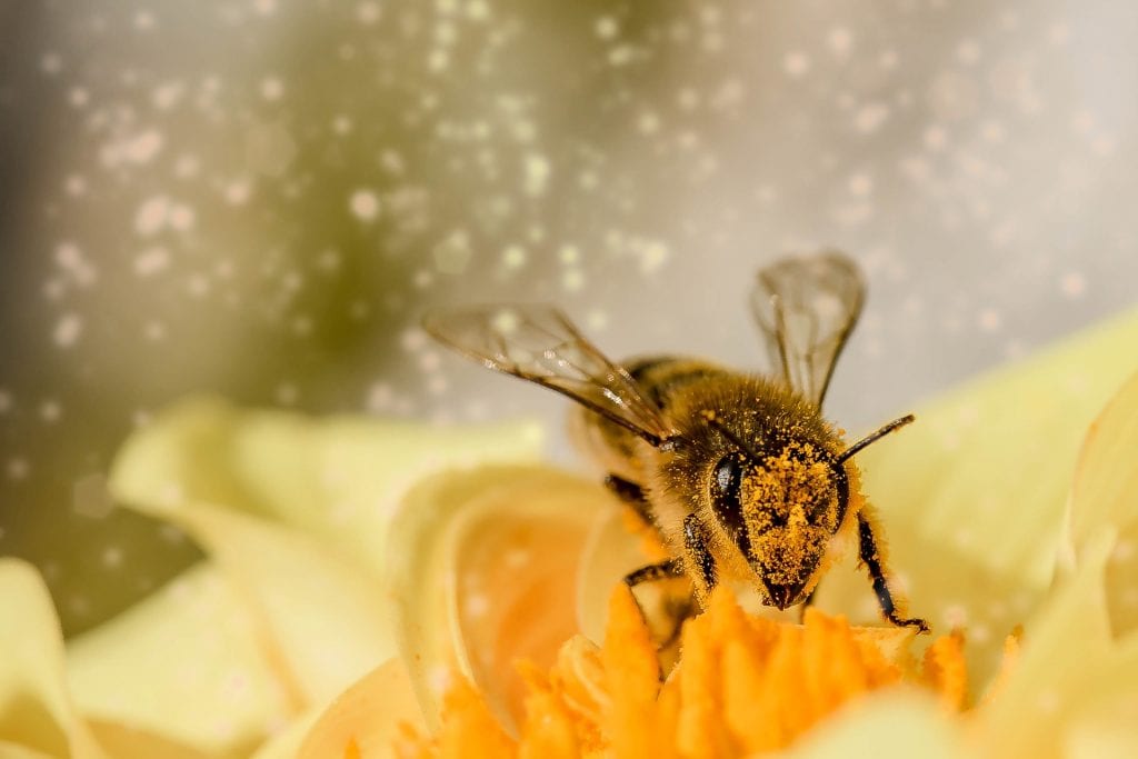Bees and their Benefits