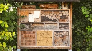 Urban Beekeeping