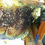 bee removal in san diego