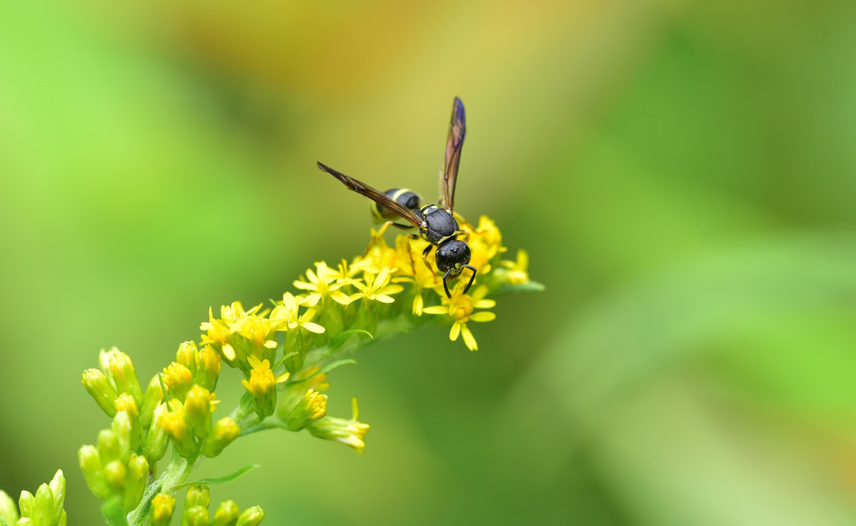 Bee living. Лунная пчела животное. Пчела в черной рубашке.