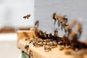 hiring the right bee removal company