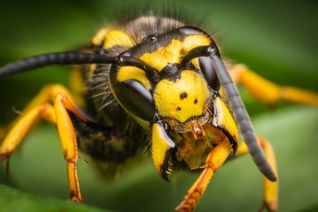 yellow jacket vs honey bee