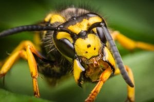 honey bee or yellow jacket dtek live bee removal