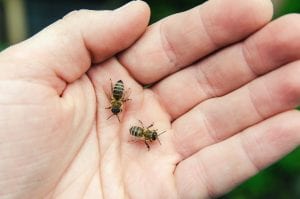 how to treat bee stings dtek live bee removal
