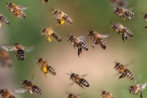 inhabitants of bee hive