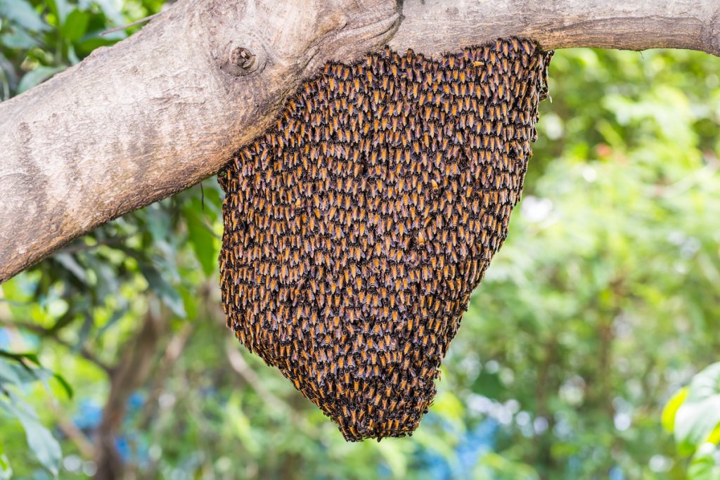bee swarms and colonies
