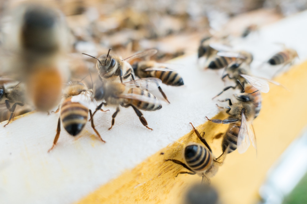 honey bee facts dtek live bee removal
