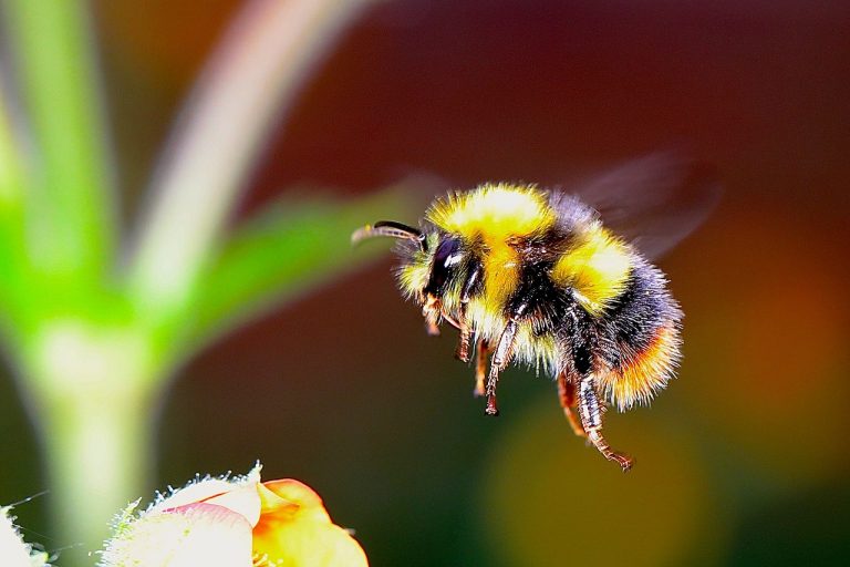 California Bees: Bumblebees and Carpenter Bees - Live Bee Removal