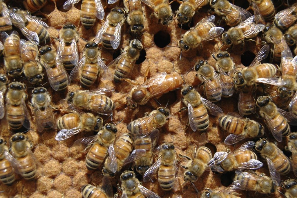 How Long Does a Queen Bee Live?