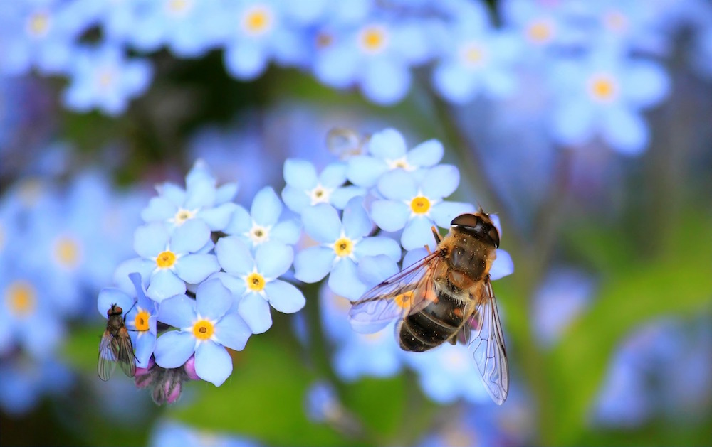 pollination and bees