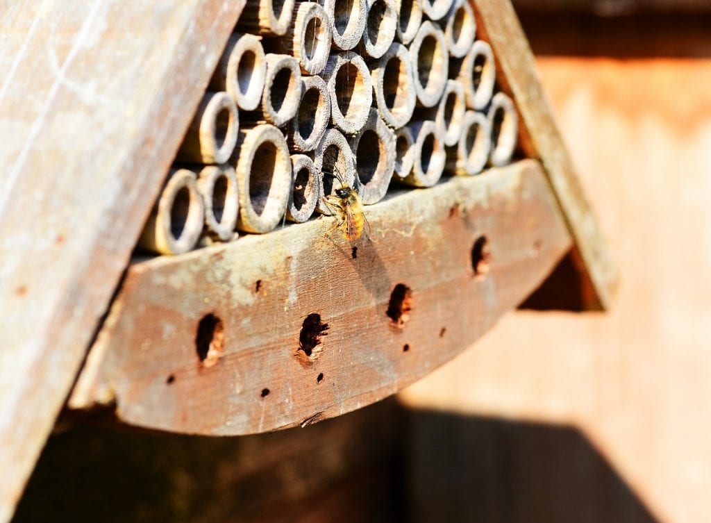 solitary bee