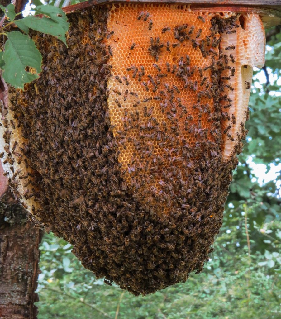 bearding bees