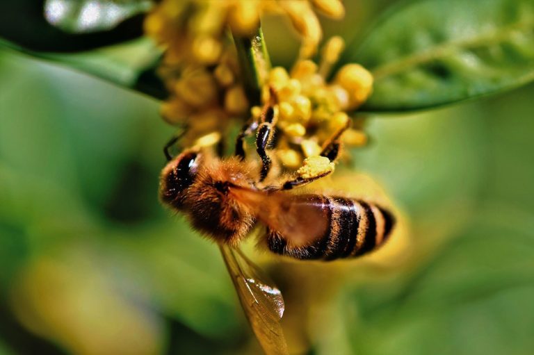 honey bee - Live Bee Removal