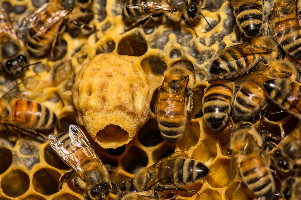 honey bee infestation