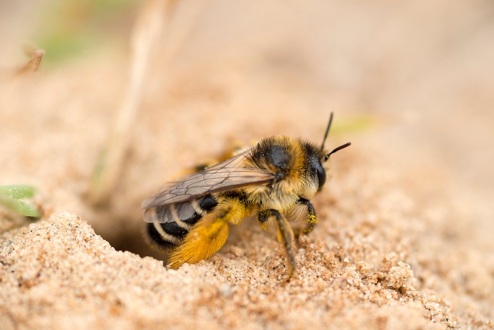 mining bees 